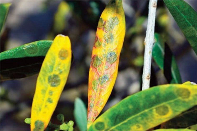 Bursa Mudanya’da zeytin üreticilerine ‘halkalı leke’ uyarısı