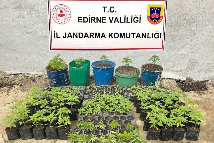 Keşan’da kaçak kenevir tarlası ele geçirildi