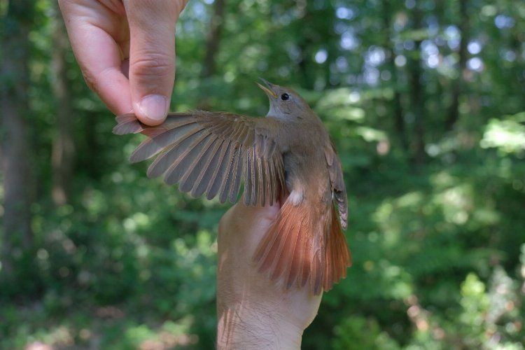 Bu bülbül Afrika’dan 7 bin 500 kilometre uçtu