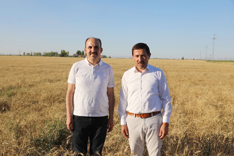 Konya’da susuz tarımla yetişen yerli buğdayın hasadını yapıldı