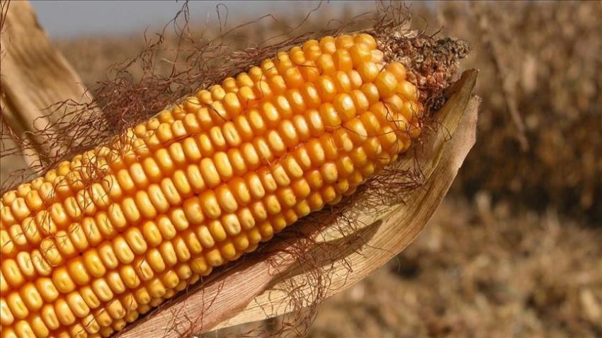 AB, genetiği değiştirilmiş mısıra onay verdi – Düzgün Haber