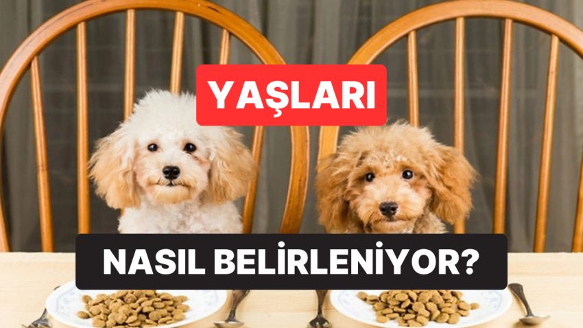 Bir Köpek Yaşı, 7 İnsan Yaşına mı Eşit? Köpeklerin “İnsan Yaşı” Neye Nazaran Belirleniyor?