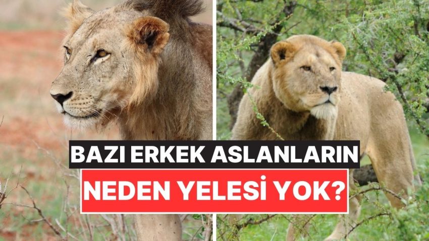 Birtakım Erkek Aslanların Yelesinin Olmamasının Arkasındaki Değişik Sebep