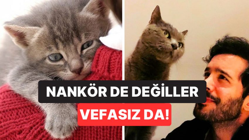 Dört Ayaklı Tüylü Dostlarımız Kediler Sahiplerini Tanıyor mu?