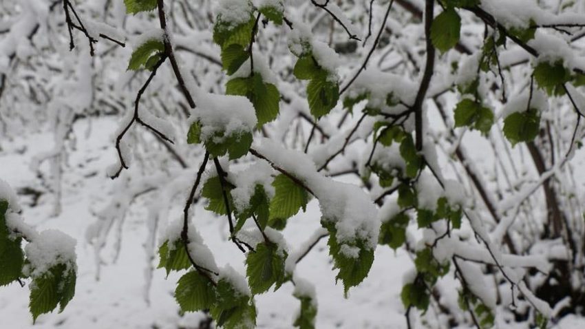 Fındıkta zirai don uyarısı – Düzgün Haber