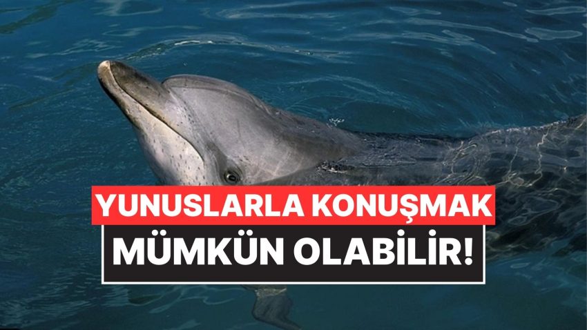 Google Yunuslarla İrtibat Kurmak İçin Yapay Zeka Modeli Geliştirdi