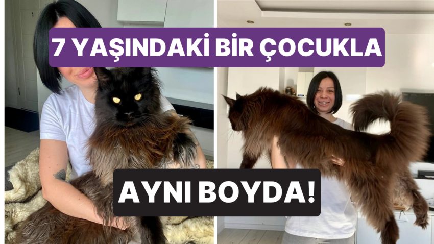 Günde Yarım Kilo Mama Yiyor: 130 Santimetre Uzunluğuyla Toplumsal Medya Fenomeni Kedi