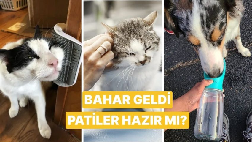 İlkbaharda Evcil Hayvan Sahiplerinin Yararlı Bulacağı Eser Teklifleri