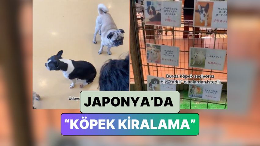 Japonya’da Yaşayan Bir Türk “Bir Günlüğüne Köpek Kiralama” Tecrübesini Paylaştı