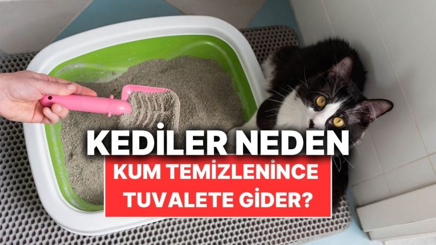 Kediler Kum Kabı Temizlenir Temizlenmez Neden Çabucak Tuvaletini Yapar?
