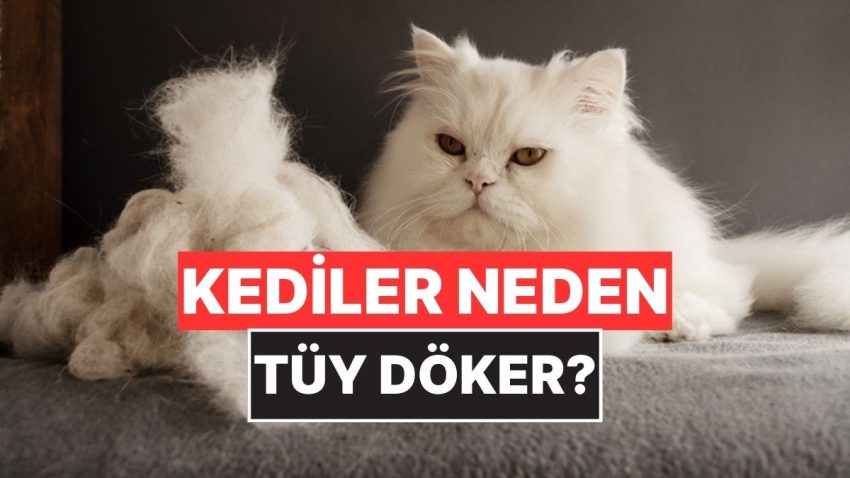 Kediler Neden Birtakım Periyotlar Meczup Üzere Tüy Döker?