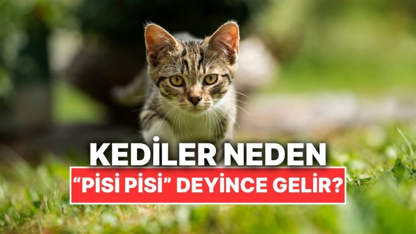 Kediler Neden Onları “Pisi Pisi” Diye Çağırdığımızda Koşarak Gelir?