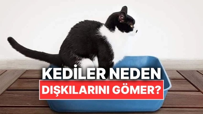 Kediler Neden Tuvaletlerini Yaptıktan Sonra Kumla Üstünü Örter?