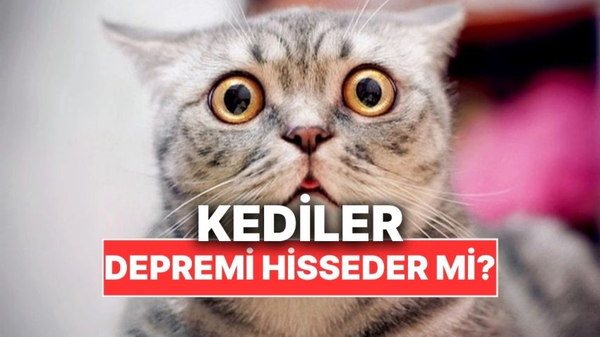 Kediler Zelzele Olacağını Evvelden Hissedebilir mi?