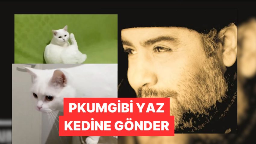 Kedileri Ahmet Kaya Zil Sesiyle Bulma Usulü Viral Oldu