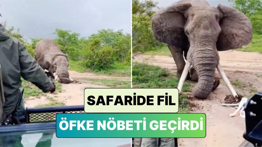 Safaride Kaygı Dolu Anlar: Bir Fil Safari Aracının Geçisi Sırasında Öfke Nöbeti Geçirdi
