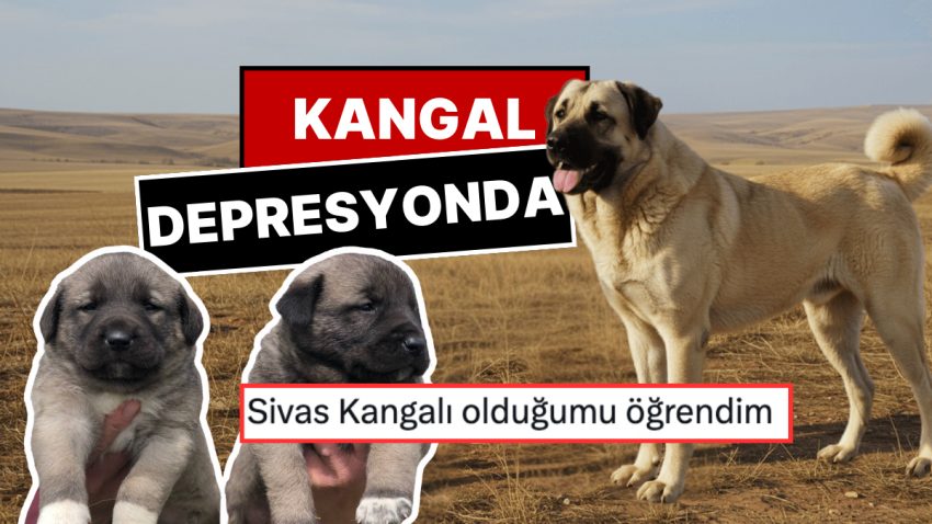 Sivas Kangallarının Depresyona Girmesi Goygoycuların Lisanına Düştü