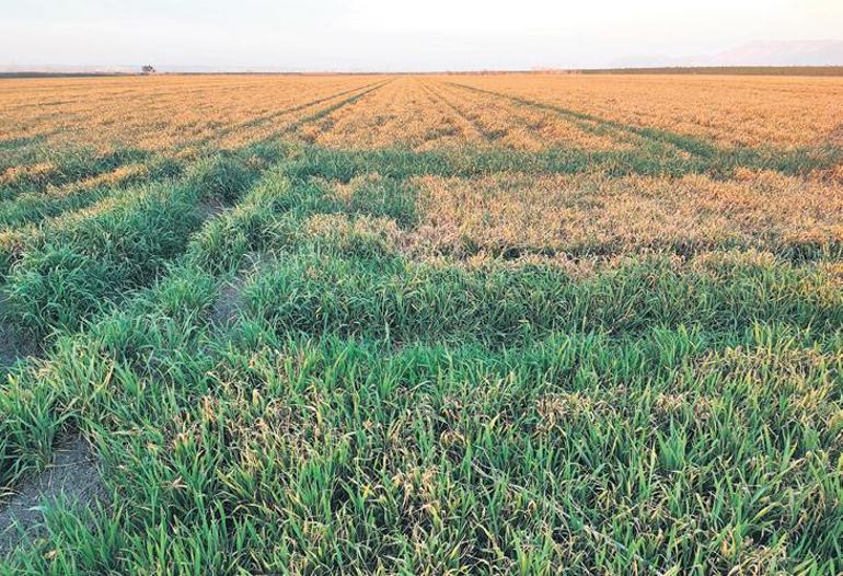 Tarlada bahçede üçlü ziyan var – Düzgün Haber