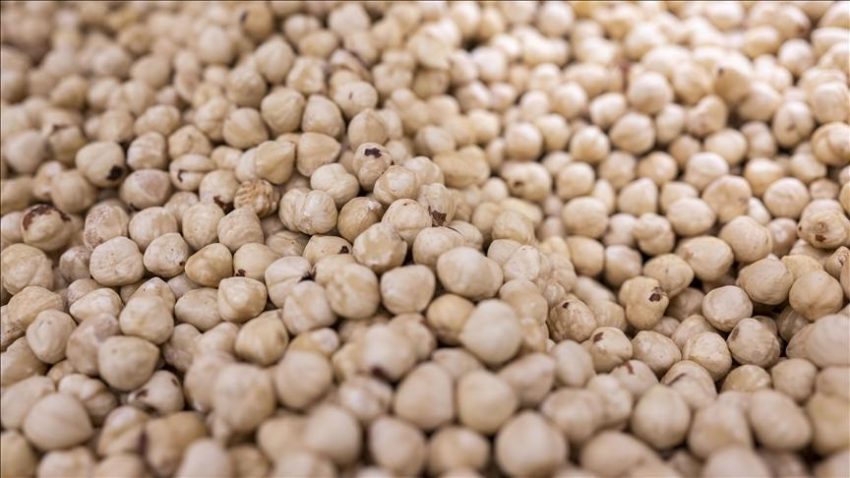 Ticaret borsalarında 514 bin tonu aşkın fındık süreç gördü – Düzgün Haber