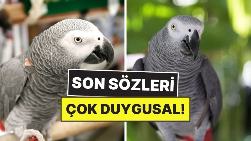 Varoluşunu Sorgulayan Birinci Hayvan Olarak Kayda Geçen Papağan Alex’in Akılalmaz Kıssası