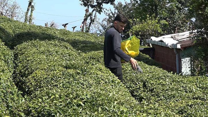 Yaş çay üreticileri son hazırlıklarını tamamlıyor – Düzgün Haber