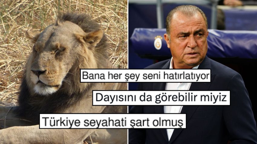 Yaşlandıkça Kelleşen Aslanla Empati Kurup Goygoyu Bi’ Tık Abartanlar