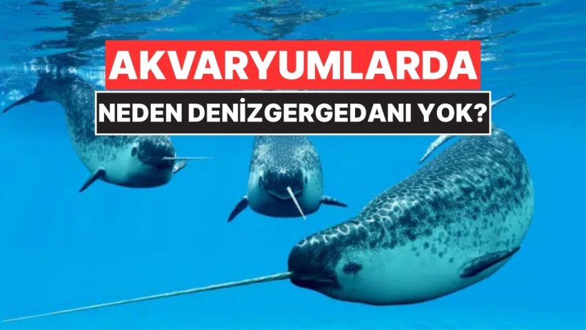 Akvaryumlarda Neden Hiç Denizgergedanı Göremezsiniz?