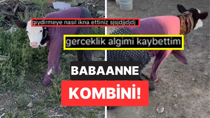 Babaanne Kombiniyle Gezen İneğin O Anları Gözlerden Kalp Çıkarttı