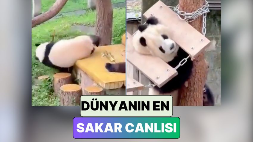 Biz Kuşakları Tükenecek Diye Tahliller Ararken Kendilerini Perişan Eden Pandaların Şirin Anları