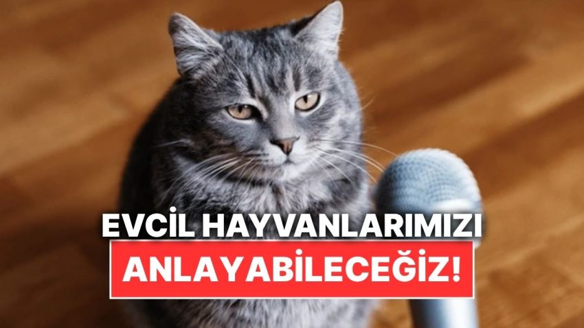Çinli Teknoloji Devi Evcil Hayvanların Seslerini İnsan Lisanına Çevirmeye Hazırlanıyor
