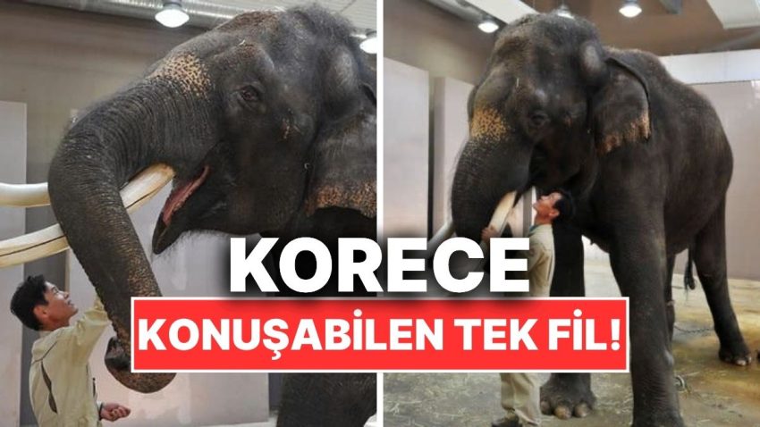 Dünyada Korece Konuşabilen Tek Fil Kosik’in Hayranlık Uyandıran Kıssası
