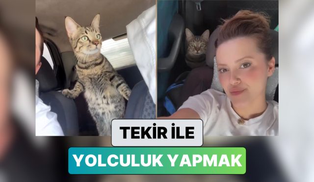 en-duzgun-yol-arkadasi-bir-bayan-tekir-kedisi-ile-yaptigi-6-saatlik-seyahati-paylasti-Rr1I2QnD.jpg