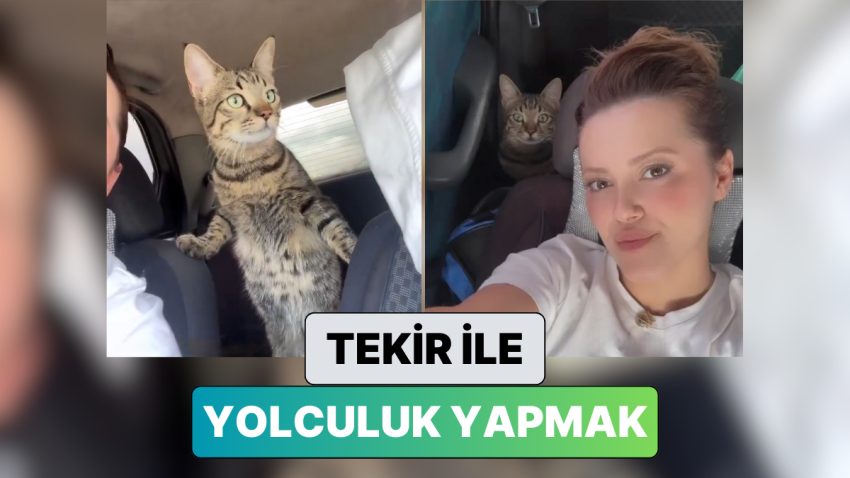 En Düzgün Yol Arkadaşı: Bir Bayan Tekir Kedisi ile Yaptığı 6 Saatlik Seyahati Paylaştı