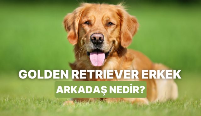 golden-retriever-erkek-arkadas-kavrami-hakkinda-bilmeniz-gerekenler-nsiUrSvm.jpg