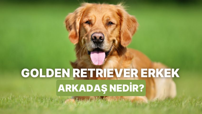 “Golden Retriever Erkek Arkadaş” Kavramı Hakkında Bilmeniz Gerekenler