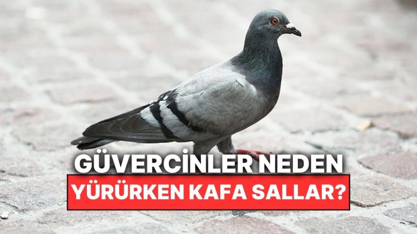 Güvercinler Neden Başlarını Sallayarak Yürür?