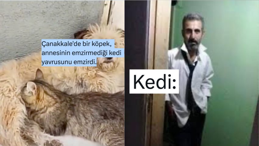 Haber Başlığına “Yavru Kedi” Yazan Admin Lisanlara Düştü
