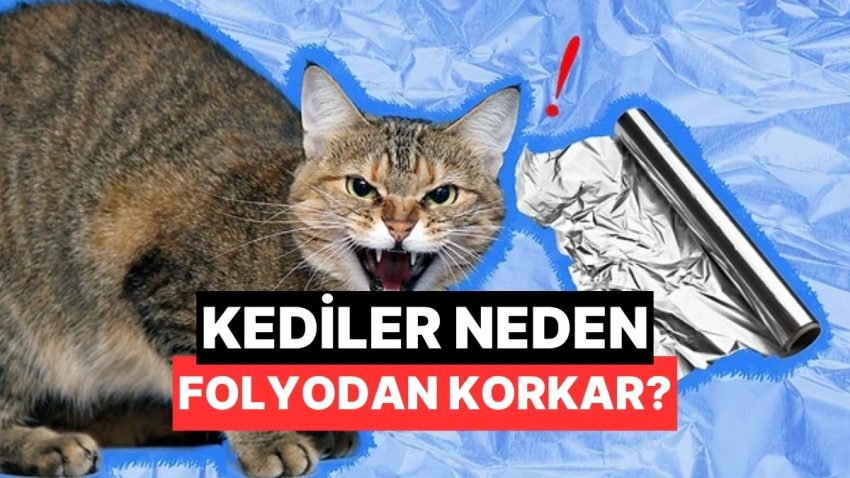 Kediler Alüminyum Folyodan Neden Bu Kadar Çok Korkar?