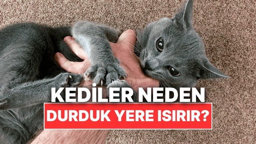 Kediler Neden Bazen Durduk Yere Bizi Isırır?