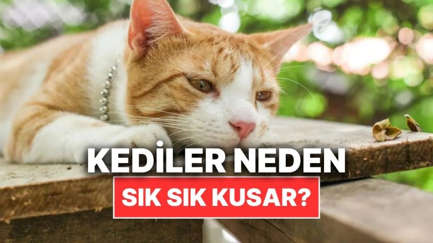 Kediler Neden Bizim Aksimize Bu Kadar Sık Kusar?