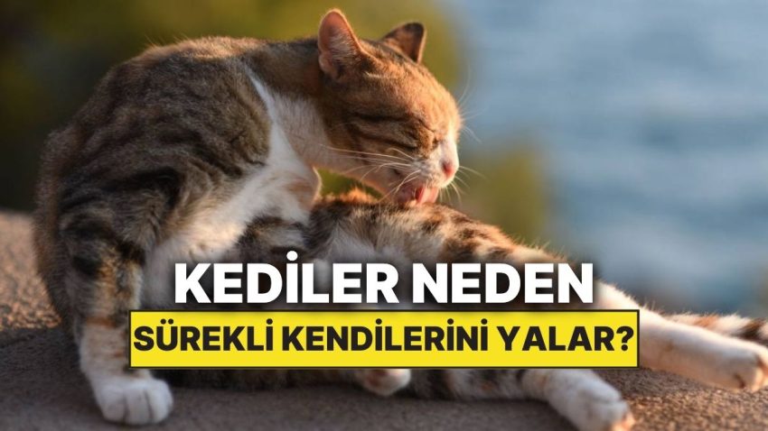 Kediler Neden Daima Kendilerini Yalar?