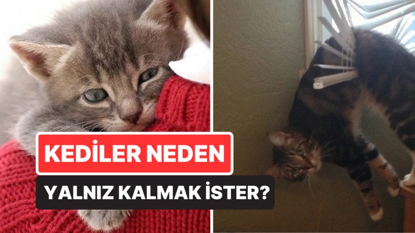 Kediler Neden Durduk Yere Ortadan Kaybolup Yalnız Kalmak İster?