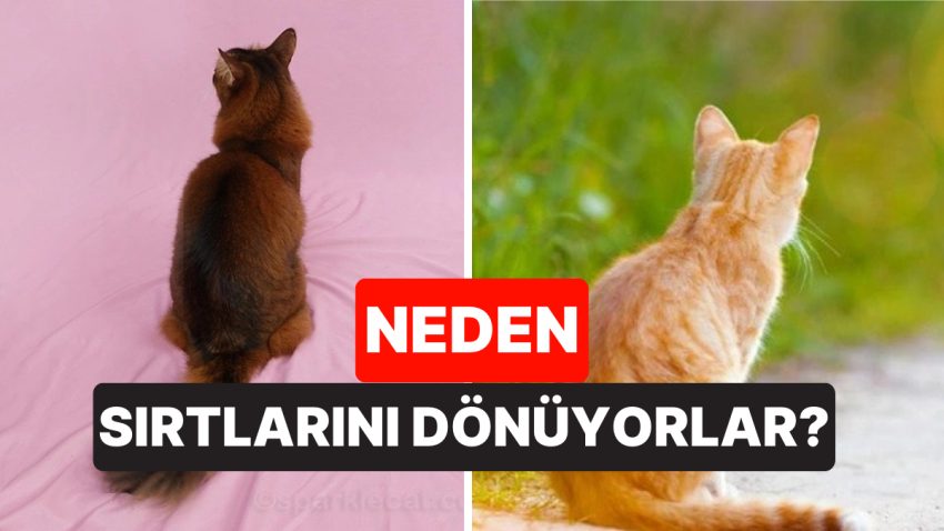 Kediler Neden Durduk Yere Sırtlarını Dönerler?