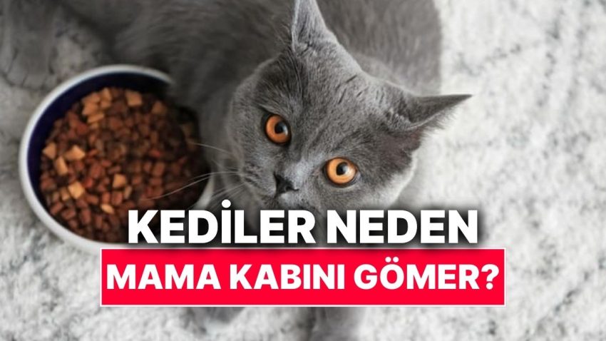 Kediler Neden Mama Kabını Gömmeye Çalışır?