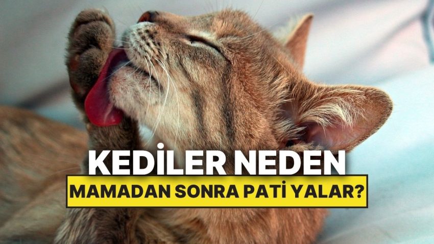 Kediler Neden Mama Yedikten Çabucak Sonra Patilerini Yalar?
