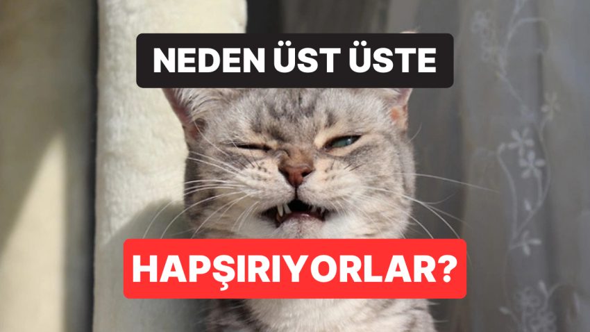 Kediler Neden Üst Üste Hapşırır?
