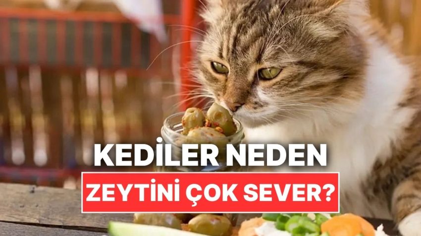 Kediler Neden Zeytini Bu Kadar Çok Sever?