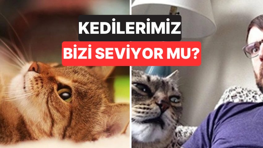 Kediler Sahiplerini Sahiden Severler mi?