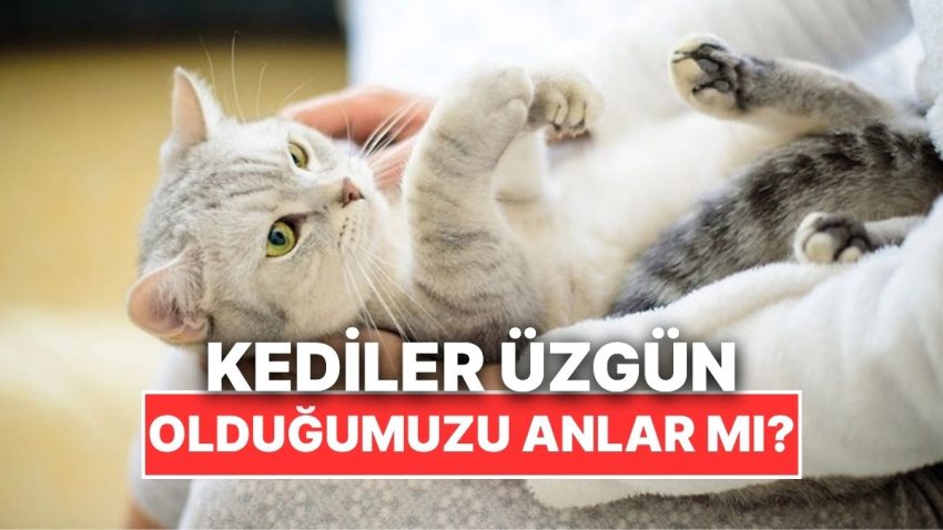 Kediler Sahiplerinin His Durumlarını Anlar mı?