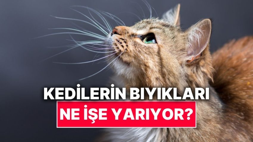 Kedilerin Bıyıklarının Öğrenince Şaşıracağınız Fonksiyonları